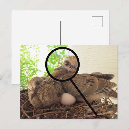 Carte postale - Jeunes colombes dans un nid (Devant / Derrière)