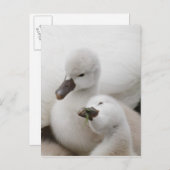 Carte Postale Jeunes cygnes tuberculés (Devant / Derrière)