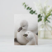 Carte Postale Jeunes cygnes tuberculés (Debout devant)