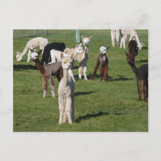 Carte Postale Jeunes d'Alpaca (Devant)
