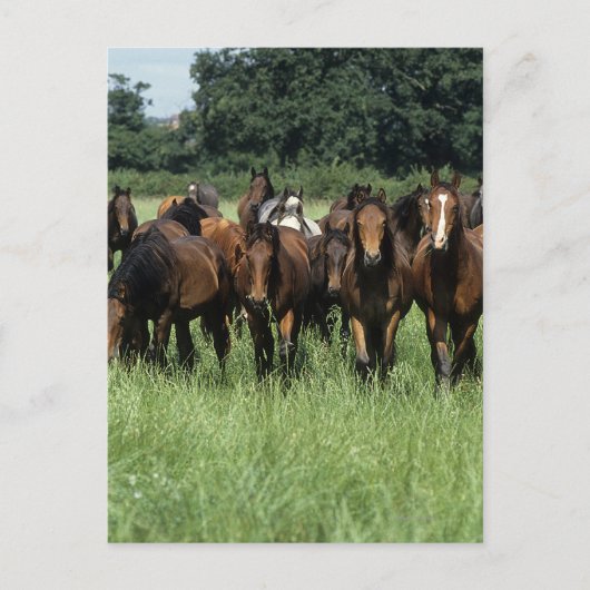 Carte Postale Jeunes de pur sang (Devant)