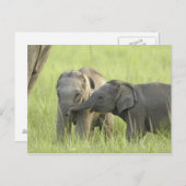 Carte Postale Jeunes d'Indian / Eléphant asiatique (Devant / Derrière)