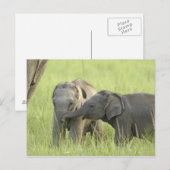 Carte Postale Jeunes éléphants d'Inde / d'Asie (Devant / Derrière)