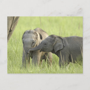 Carte Postale Jeunes éléphants d'Inde / d'Asie