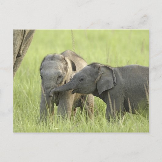Carte Postale Jeunes éléphants d'Inde / d'Asie (Devant)