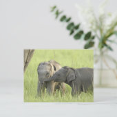 Carte Postale Jeunes éléphants d'Inde / d'Asie (Debout devant)