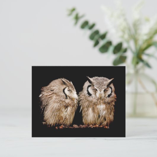 Carte Postale Jeunes jeunes hiboux (Debout devant)