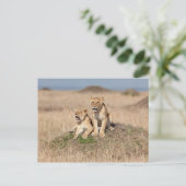 Carte Postale Jeunes lions (Debout devant)