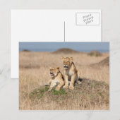 Carte Postale Jeunes lions (Devant / Derrière)