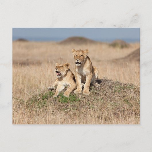Carte Postale Jeunes lions (Devant)