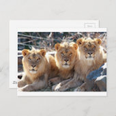 CARTE POSTALE JEUNES LIONS HOMMES (Devant / Derrière)