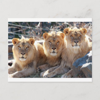 CARTE POSTALE JEUNES LIONS HOMMES