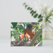 Carte Postale Jeunes robins affamés, beaks ouverts, à la recherc (Debout devant)