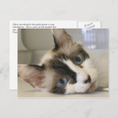 Carte Postale Jillie (Devant / Derrière)