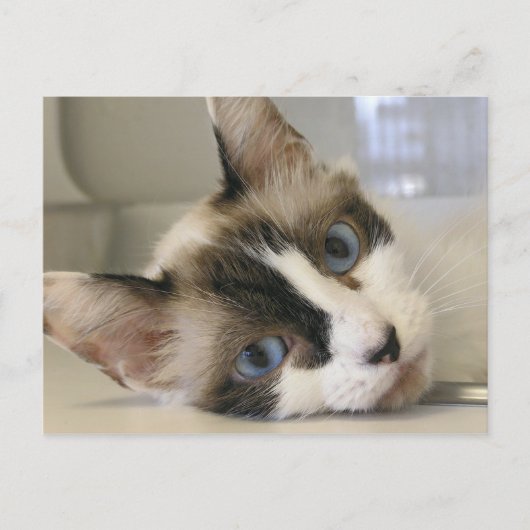 Carte Postale Jillie (Devant)