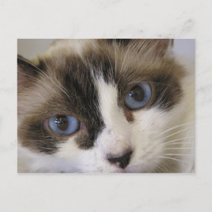 Carte Postale Jillie #2