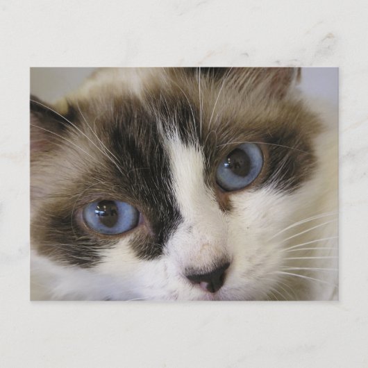 Carte Postale Jillie #2 (Devant)