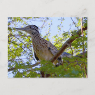 Carte Postale Jim Parker's Dairy Farm Roadrunner