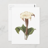 Carte Postale jimsonweed(Datura lavis) par Redouté (Devant / Derrière)