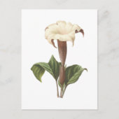 Carte Postale jimsonweed(Datura lavis) par Redouté (Devant)