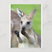Carte Postale Joey kangaroo mignon (Devant)