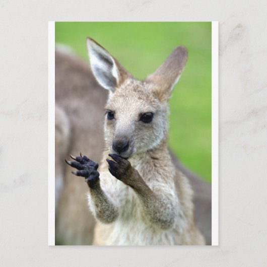Carte Postale Joey kangaroo mignon (Devant)