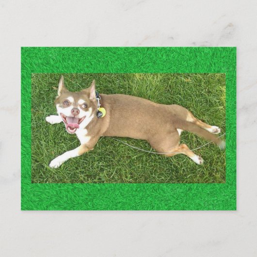 Carte Postale Joey Laughs (Devant)