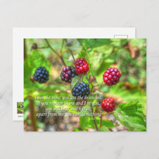Carte Postale John 15:5 (Devant / Derrière)