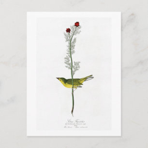 Carte Postale John Audubon Birds of America