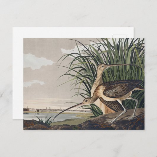 Carte Postale John James Audubon Oiseau de Courlis à long bec (Devant / Derrière)