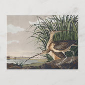 Carte Postale John James Audubon Oiseau de Courlis à long bec (Devant)