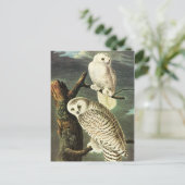 Carte Postale John James Audubon Owls Fine Art (Debout devant)
