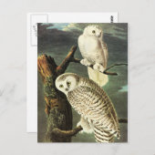 Carte Postale John James Audubon Owls Fine Art (Devant / Derrière)