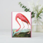 Carte Postale John James Audubon, Peinture Flamant rose (Debout devant)