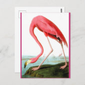 Carte Postale John James Audubon, Peinture Flamant rose (Devant / Derrière)