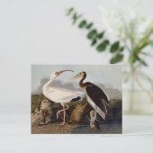 Carte Postale John James Audubon White Ibis Bird Print Classic (Debout devant)