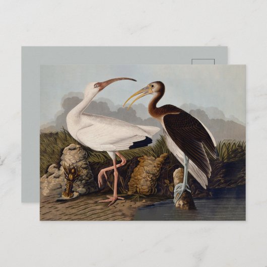 Carte Postale John James Audubon White Ibis Bird Print Classic (Devant / Derrière)