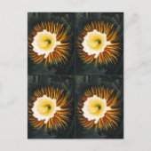 Carte Postale John Thornton Four Night Blower Cereuses Botanical (Devant)