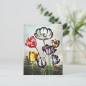 Carte Postale John Thornton Tulips du Temple de Flora (Debout devant)