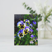 Carte Postale Johnny Jump Up (Debout devant)