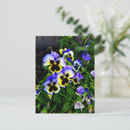 Carte Postale Johnny Jump Up (Debout devant)