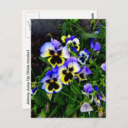 Carte Postale Johnny Jump Up (Devant / Derrière)