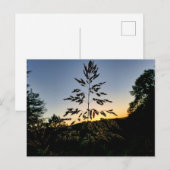 Carte Postale Johnson Grass (Devant / Derrière)