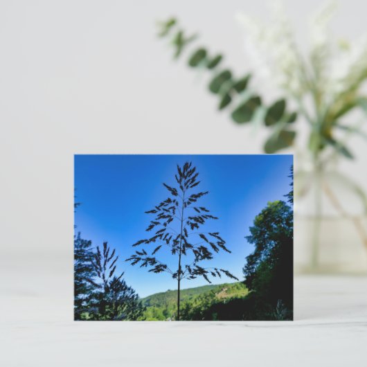 Carte Postale Johnson Grass (Debout devant)