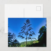 Carte Postale Johnson Grass (Devant / Derrière)