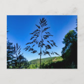Carte Postale Johnson Grass (Devant)