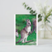 Carte Postale Joie mignonne bébé Kangaroo (Debout devant)
