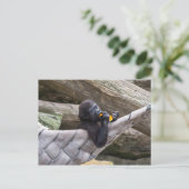 Carte Postale Joli bébé gorille manger et vous regarder (Debout devant)