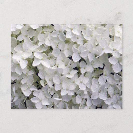 Carte Postale Joli blanc Hydrangea Closeup Photo (Devant)
