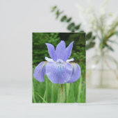 Carte Postale Joli bleu Indigo Sibérien Fleur d'Iris (Debout devant)